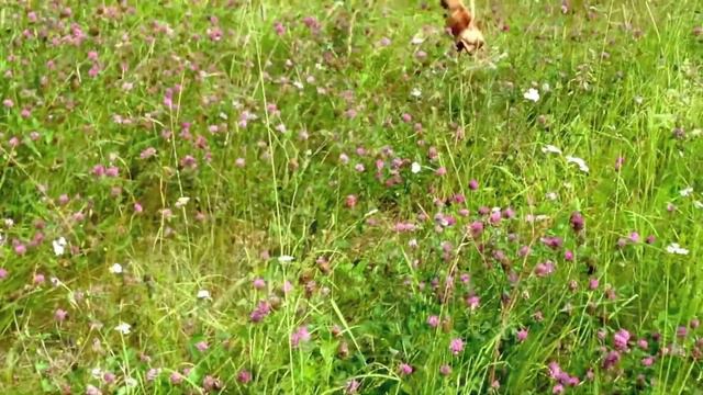 Прыгающий русский той терьер Дайна. Russian toy terrier Dajna. смотреть онлайн