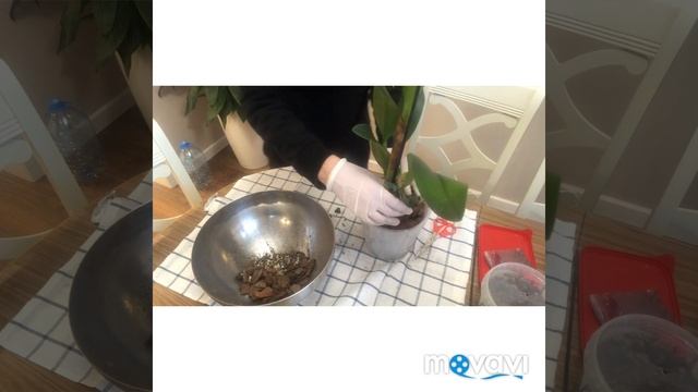 Посадка катлеи ./ Посадка двух мультифлор в групповую посадку/ Обработка двух новых орхидей. смотреть онлайн