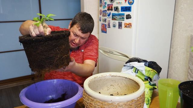 Подготовка теплицы к сезону. Пересадка Каролина Рипер. Ну и всякое такое про мои перцы чили. смотреть онлайн