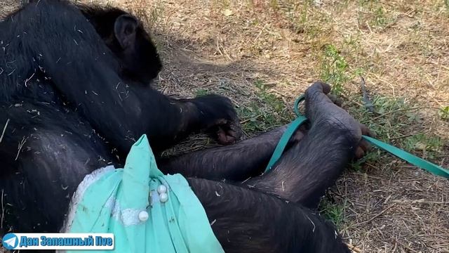 САМОЕ БЕСПОЛЕЗНОЕ ЖИВОТНОЕ ЭТО? Шимпанзе Боня дурачится | Беседа с дрессировщиком смотреть онлайн