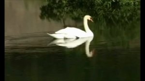 Аерылмагыз