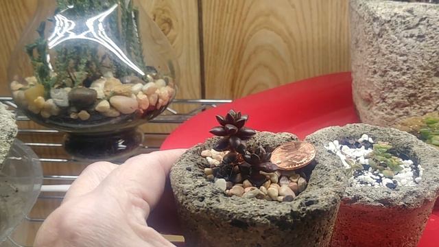 My Sedeveria Jet Beads Are Blooming Under GrowLights - but Not yellow? смотреть онлайн