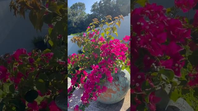 Bougainvilleas Happy! #bougainvillea #flowers #flowerpot #fushialovers #pinklovers #spring #pink смотреть онлайн