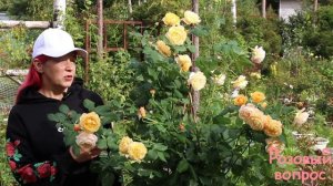 Роза Роальд Даль  Осеннее цветение