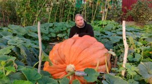 Как вырастить тыквы огромными