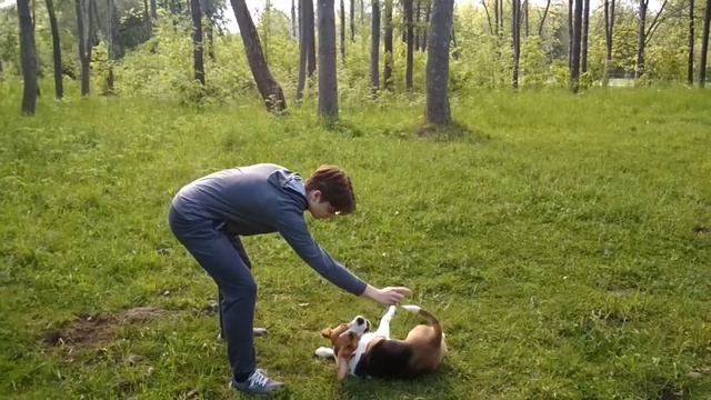 Один день из жизни бигля. Влог-я и моя собака, прогулка! смотреть онлайн