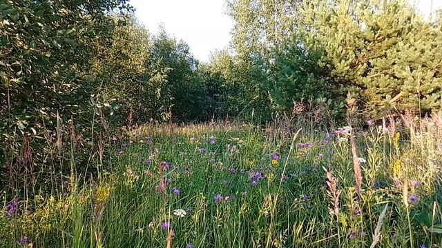 Вечером за городом. ч.3. Август 2023 смотреть онлайн