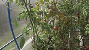 В ТЕПЛИЦЕ после  БЕЛОКРЫЛКИ/Сажистый ГРИБОК на ТОМАТАХ/Что с УРОЖАЕМ?