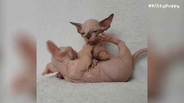 Sweet Bambino Cat : Sphynx Munchkin Cat смотреть онлайн