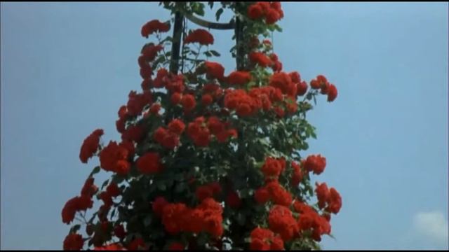 The Roses in the Bagatelle Gardens смотреть онлайн