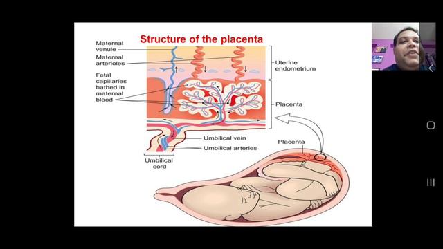 Placenta смотреть онлайн