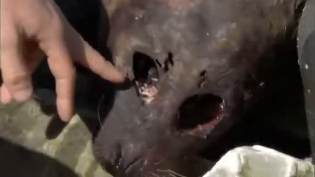 Bear Grylls İnsan Doğaya Karşı Kanal Tanıtımı смотреть онлайн