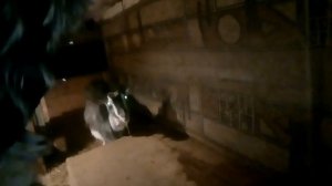 Как определить беременна ли коза? или нет?!