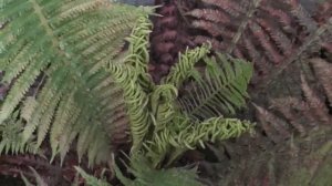 Папоротник Страусник. Выращивание на садовом участке!