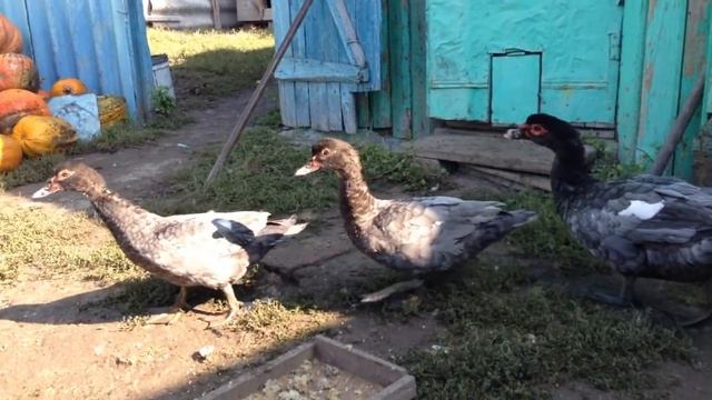 Голубые мускусные утки 4 месяца. Blue Musk Ducks 4 months смотреть онлайн