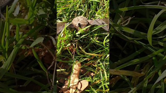 Летучая мышь на патриарших прудах смотреть онлайн