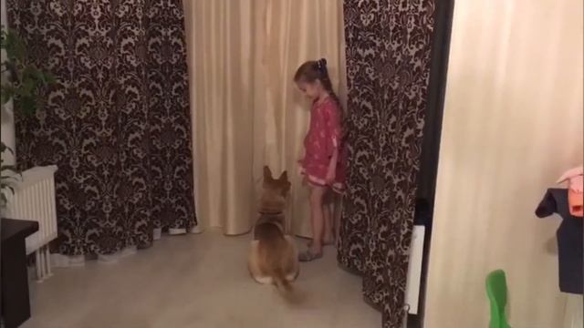 Приют для животных в Екатеринбурге "Бароша - путь домой". Счастливая история. смотреть онлайн