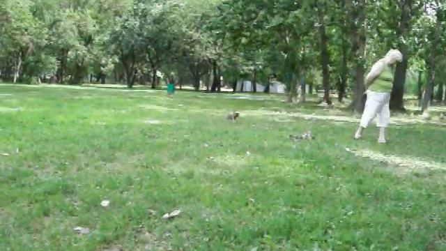 100_1122.mov Йорки на прогулке смотреть онлайн