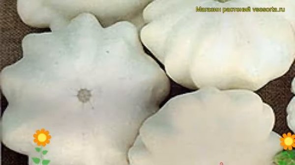 Патиссон обыкновенный Зонтик. Краткий обзор, описание характеристик, где купить саженцы Zontik