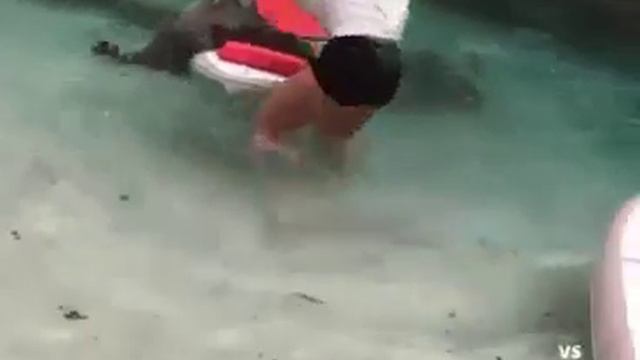 Наглый Енот дерзко напал на человека смотреть онлайн