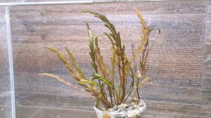 ВОЛШЕБНАЯ ГИГРОФИЛА ПИННАТИФИДА Hygrophila pinnatifida