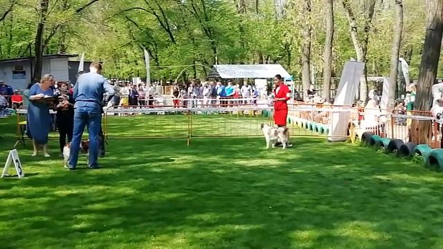 27-04-19 РКФ выставка собак "Ветер перемен 2019", Златко Йойкич. Ринг легавых, Бретонский Эпаньол. смотреть онлайн