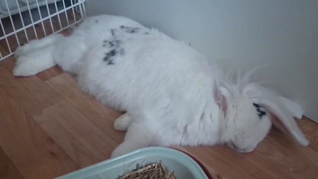 Как спят кролики? смотреть онлайн