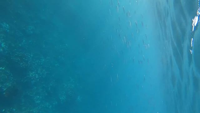 INCREDIBLE Underwater Fishing in CRYSTAL CLEAR WATER! смотреть онлайн