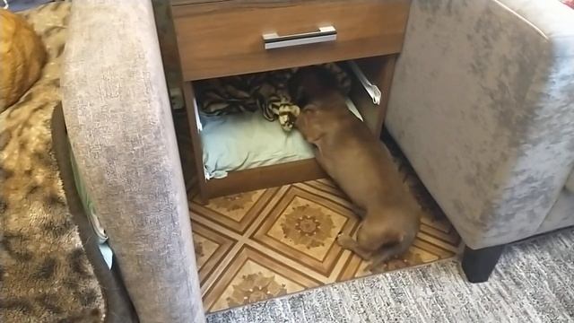КОТИКИ спят на расстоянии?почему? смотреть онлайн