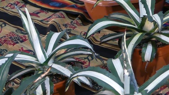 Agave americana var. mediopicta Trel. смотреть онлайн