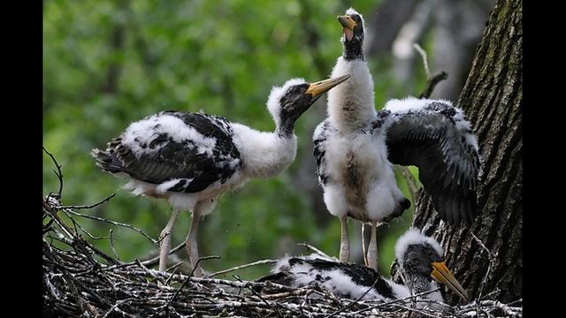 Аисты -- Сказки Ганса Христиана Андерсона