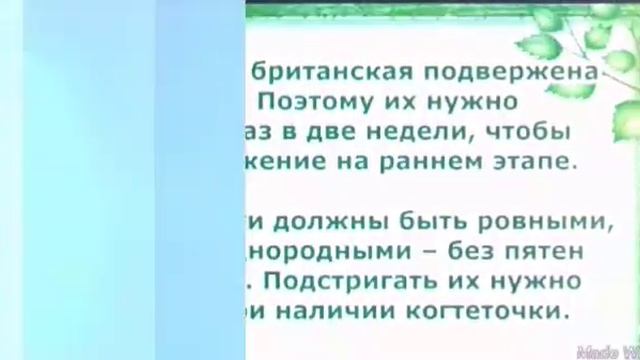 Уход за британской короткошерстной кошке смотреть онлайн
