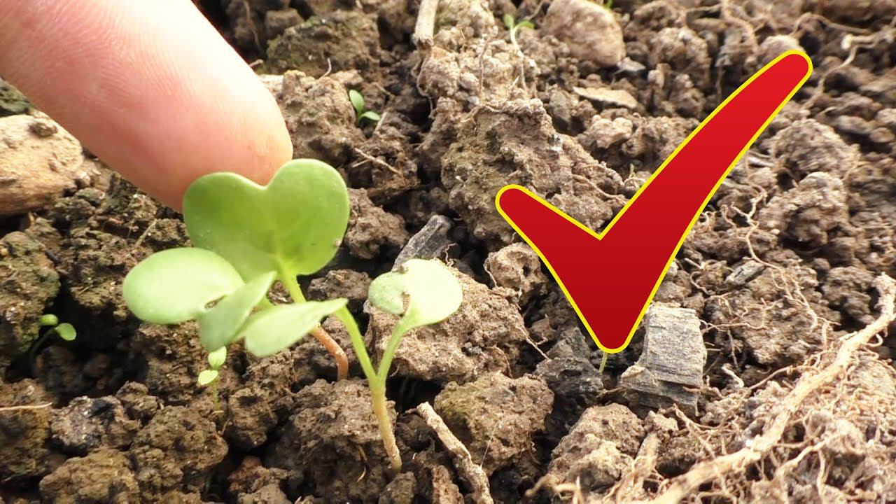 Теплица осенью не пустует! Витамины к новому году смотреть онлайн