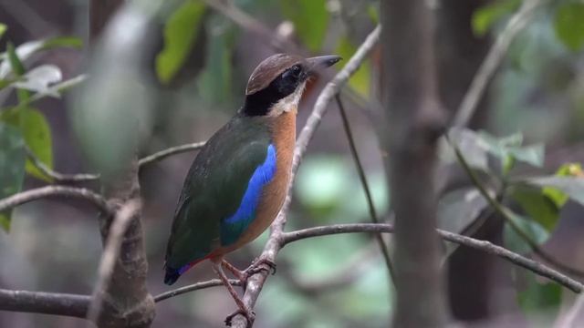 Mangrove Pitta Call смотреть онлайн