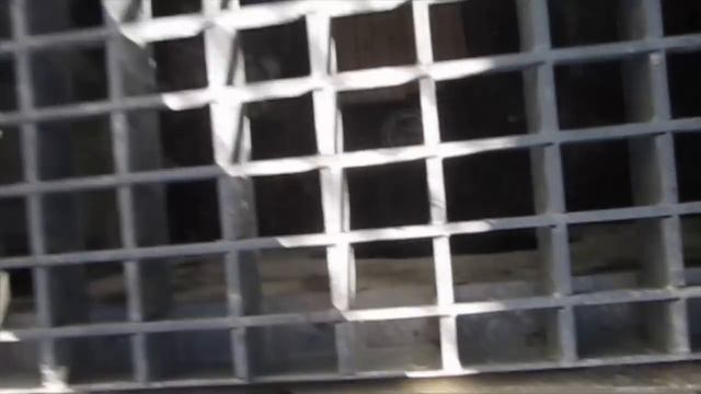 Lost cat rescued from storm drain after 12 days missing... смотреть онлайн