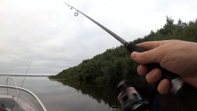 На тесте -  Mottomo Falcata