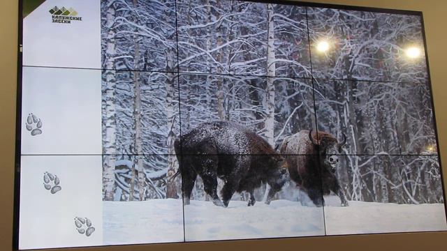 07.03.2021, Первозданная Россия, Виталий Горшков, Игорь Зубков, Фотографируем зубров, часть-2 смотреть онлайн