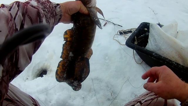 Рыбалка 2021! Ловля ЩУКИ на самоловки/наживки! Такого клёва и результата, мы не ждали! смотреть онлайн