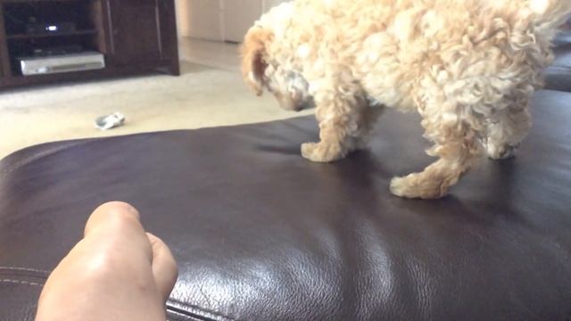 Dog throwing up смотреть онлайн