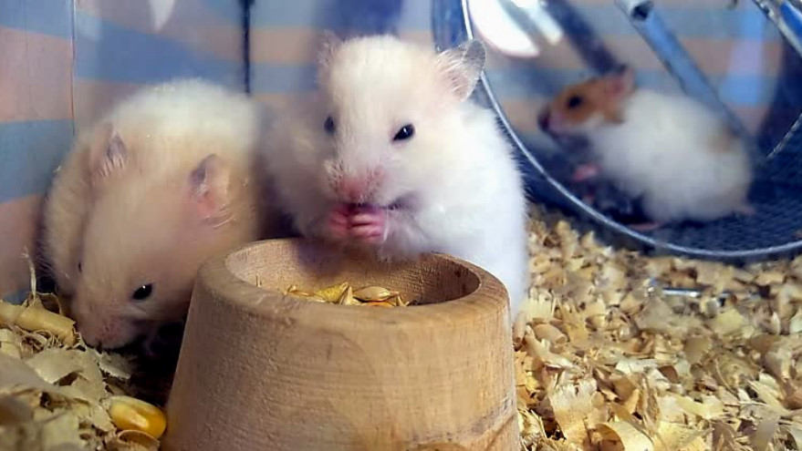 МАЛЫШ ДЖУНГАРСКИЙ ХОМЯК смотреть онлайн