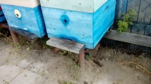 Потрава Пчёл - Ещё Угроза/Уже Потравили/Действия пчеловода и Как Избежать/Кто Виноват и Что делать?