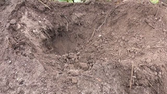 7.94 КАРТОФЕЛЬ + ВЕРМИКУЛИТ = ИТОГИ +30% ПРИРОСТ ч1* смотреть онлайн