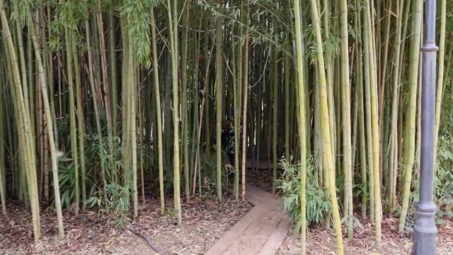 Парк Южные Культуры (Адлер): магнолия Суланжа уже цветёт!