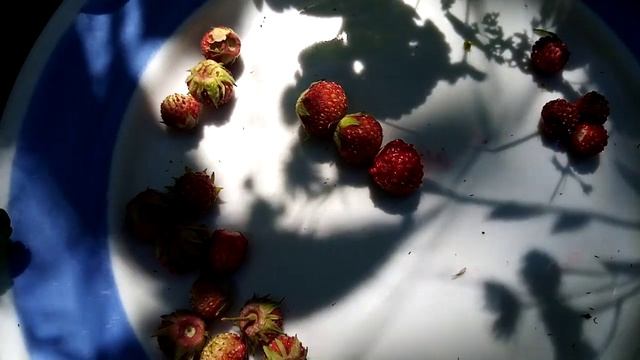 Чем клубника отличается от земляники? смотреть онлайн