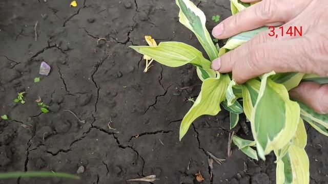 начало мутации у хосты? смотреть онлайн