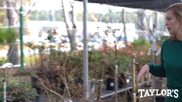 Japanese Maple Trees Now Available at Taylor's Landscape Supply in Bluffton, SC смотреть онлайн