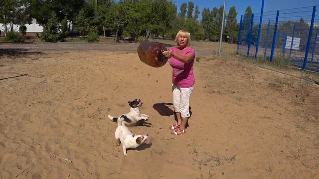 Как быстро утомить джек-рассел терьеров? Позитивчик. смотреть онлайн