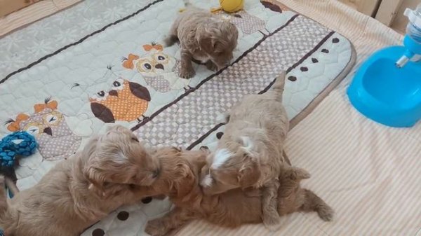 игры мальтипу F1