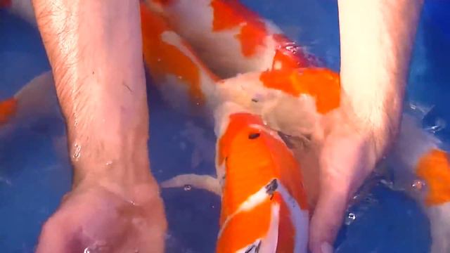 Сакай годовички 2014 смотреть онлайн