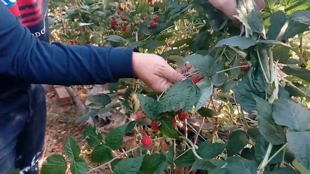 Малина в начале ноября смотреть онлайн